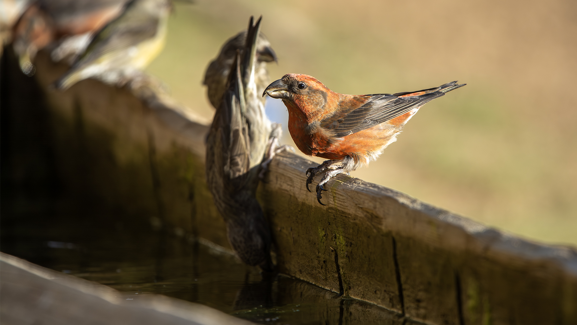 Red Crossbill